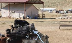 Kahramanmaraş’ta konargöçerler Ahır Dağı zirvesindeki yerlerini aldı