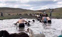 Kars’ta sıcakla mücadele: Sıcaktan etkilenen koyunları derede serinlettiler