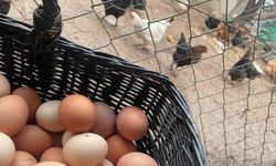 Okulların açılması yumurtayı "Mayıs çukuru"ndan kurtaracak