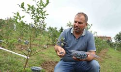 Ordu’da mavi yemiş üretimi yüz güldürüyor: Kilogramı 500 TL