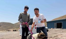 Sahibinin mezarından ayrılmayan köpek, sanatçı Ceylan Ertem’e emanet