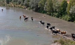Serengeti düzlüğü değil Sivas bozkırı