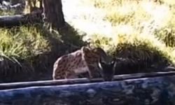 Çankırı'da sıcaktan bunalan vaşak yalakta serinledi