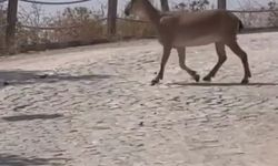 Tarihi Harput Mahallesi’nde dağ keçileri görüldü