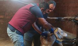 Çankırı’da büyükbaş hayvanlar şap hastalığına karşı aşılanıyor