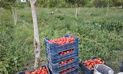 Aroması ve lezzetiyle bilinen Sındırgı domatesi 4 lira