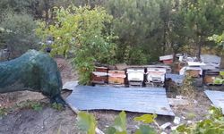 Bolu’da ayılar köylünün kabusu oldu: Düzenekle ayı kovalıyorlar