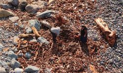 Derelerin Karadeniz’e taşıdığı ağaç kütüğü ve odunlar Rizeliler’in kışlık yakacağı oldu
