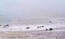 Erzurum’a mevsimin ilk karı yağdı