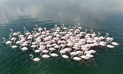 Flamingoların Van Gölü kıyılarında renkli dansı hayranlık uyandırıyor