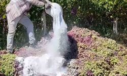 Yasaklı ilaç kullanılan 6 ton üzüm imha edildi