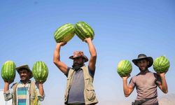 Muş’ta karpuz hasadından 2 milyar liralık gelir bekleniyor