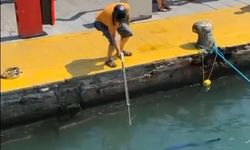 Nesli tehlike altındaki balığı limanda zıpkınla vurdular