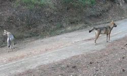Çankırı’da kurtlar ormanda yiyecek ararken görüntülendi