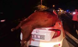 Karabük'te otomobilin çarptığı inek telef oldu