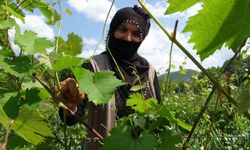 Salamura yaprak dondan etkilenmedi