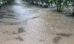 Samsun’da sağanak: Fındık bahçeleri göle döndü