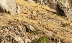 Tarihi Harput Mahallesi’nde dağ keçileri görüldü