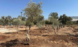 Zeytin ağaçları bilimsel yöntemlerle yeni yerlerine taşındı