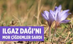 Ilgaz Dağı'nı  mor çiğdemler sardı