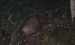 Kapana yakalanan ayı kurtarıldı