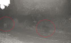 Çankırı ormanlarında yiyecek arayan anne ayı ve yavrusu fotokapanda