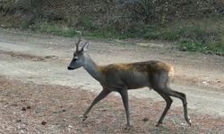 Çankırı'da ormanda yiyecek arayan karacalar fotokapanda