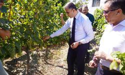 Osmancık karası üzümü tescillendi