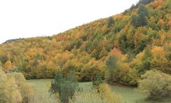 Ilgaz Dağları sonbaharda renk cümbüşüyle büyülüyor