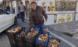 Çankırı’da Yılın İlk Kanlıca Mantarı Tezgâhta