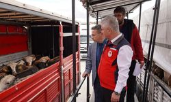 Çankırı’da hayvan hareketleri 7/24 denetleniyor