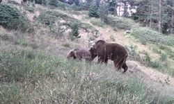 Çankırı’da Anne Ayı ve Yavruları Fotokapana Takıldı