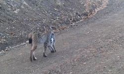 Çankırı'da avını taşıyan vaşak kamerada