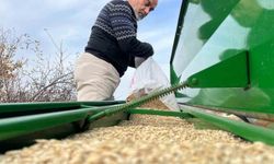 Çiftçilerin ekim mesaisi başladı, 12 bin yıllık siyez toprakla buluştu