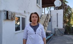 Evin çatısına yuva yapan eşek arıları hastanelik etti