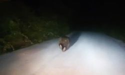 Karabük’te yolda koşan ayı kamerada