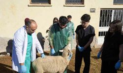 Küçükbaş hayvancılığa akademik dokunuş: 13 koyun 24 süt kuzusu doğurdu