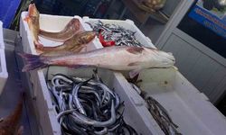 Oltayla yakalanan deniz levreği 9 bin liraya satıldı