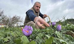 Soğuk ve yağışlı hava ‘dünyanın en pahalı baharatı’nda hasat süresini uzattı