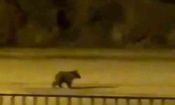 Yolunu şaşıran yavru ayı ilçe merkezine indi