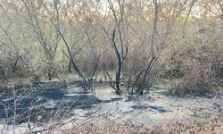 Bozkır Köyü'ndeki Ağaç Yangını Büyümeden Söndürüldü