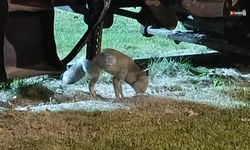 Çankırı’da aç kalan tilki şehrin göbeğine indi