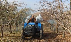 Çankırı Tarım Lisesinde Meyve Ağaçları Kışa Hazırlandı