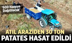 Çankırı Belediyesi 30 Ton Patates Üretti: 600 Haneye Dağıtılacak