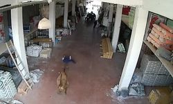 Çankırı’da Kaçan Düve Ortalığı Birbirine Kattı!