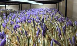 Genç yaşta mesleğini bıraktı, 50 metrekare odada gramı 600 liralık safran üretmeye başladı