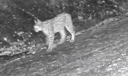 “Ormanın Hayaleti” Çankırı’da Fotokapanlara Yakalandı