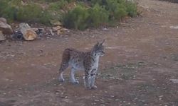 ‘Ormanın Hayaleti’ Çankırı’da Fotokapanlara Yakalandı