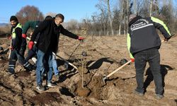 Çankırı Belediyesi 550 Kızılcık ağacı dikti