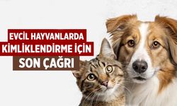 Çankırı’da Evcil Hayvanlarda Kimliklendirme İçin Son Gün Yarın